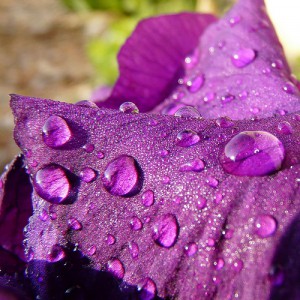 erik-zwaga-geurengoeroe-la-violette-en-pluie