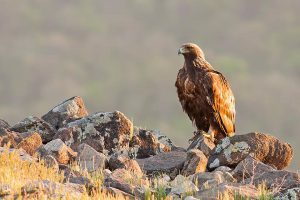 hatun karpay - hart - hoofd - buik - inwijdingen uit de Andes